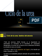 Ciclo de Urea 2020