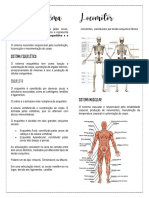 Sistema Locomotor