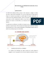 El Cerebro en El Adolescente-Neurociencia