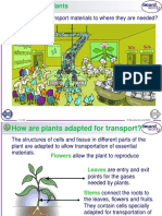 Transport in Plants