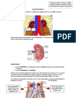 Clase 2 Urología