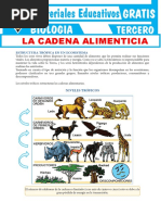 La Cadena Alimenticia para Tercer Grado de Secundaria