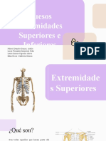 Huesos Extremidades Superiores e Inferiores (Autoguardado)