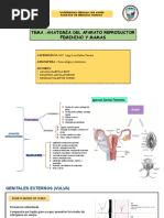 Anatomía Del Aparato Reproductor Femenino y Mamas