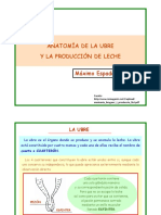 Anatomia de La Ubre y La Produccion de Leche