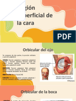 Región Superficial de La Cara