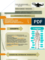 Diapositivas Anatomia