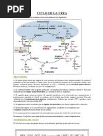 Ciclo de La Urea