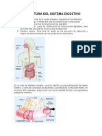 Estructura Del Sistema Digestivo