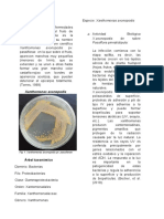 Xanthomonas y Fusarium