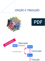 Aula 5 Transcrição e Tradução