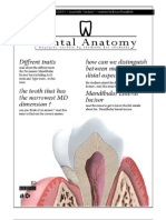 Dental Anatomy - Lecture 5