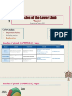 Muscles of The Lower Limb - Revision