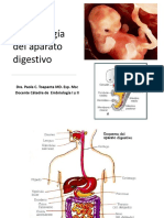 Intestino y Celomas Diapos