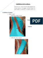 Ganglios Linfáticos de La Cabeza Principales Grupos II