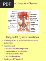 Urogenital