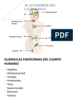 Examen de Anatomia