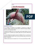 Expo Delfin Rosado