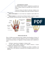 Anatomía de La Mano