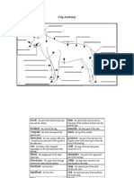 Dog Anatomy Worksheet