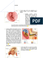 Anatomía y Fisiología Del Oído