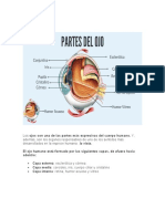 Trabajo de Anatomia Ojos