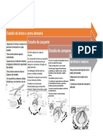 Estadios Dentales Cuadro Comparativo