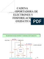 Fosforilacion Oxidativa Gasto de Atp