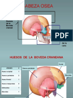 Huesos Del Craneo