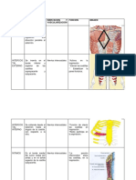 Musculos Del Torax