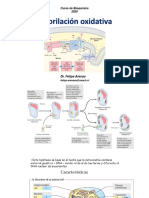 Fosforilación Oxidativa 