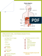 Sistema Digestivo