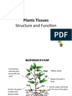 Plant Tissue For Class 9 - 1