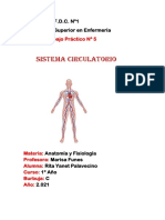 Trabajo Sistema Circulatorio Anatomia N5