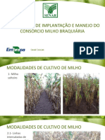 Aula 02 - Modalidades de Implantação e Manejo Do Consórcio Milho Braquiária