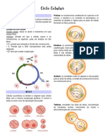 Ciclo Celular RESUMO