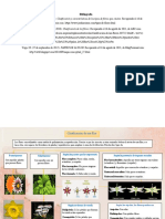 Clasificación de La Flor