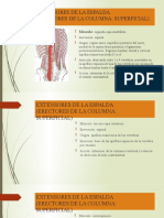 Extensores de La Espalda