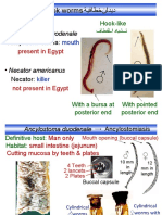 013-Ancylostoma Duodenale