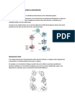 Microbiologia, Cambios Morfológicos Durante La Proliferación