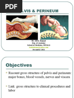 Pelvis and Perinium 2019