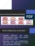 Tructure and Functions of Animal Tissues and Cellmodification