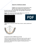 The Mouth and Buccal Cavity