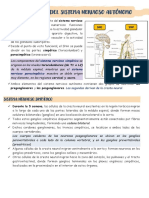 Desarrollo Del Sistema Nervioso Autónomo