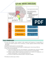 Histología Del Tronco Encefálico