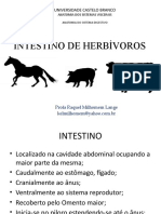  Anatomia INTESTINO DE HERBÍVOROS