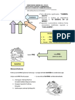 Ficha Sufijo Pas