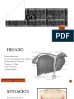 Hígado Anatomia