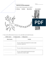 Nervous System Worksheet: Axon Myelin Sheath Cell Body Dendrites Muscle Fibers Axon Terminals