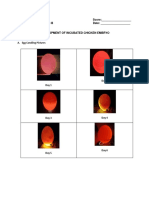 Development of Incubated Chicken Embryo